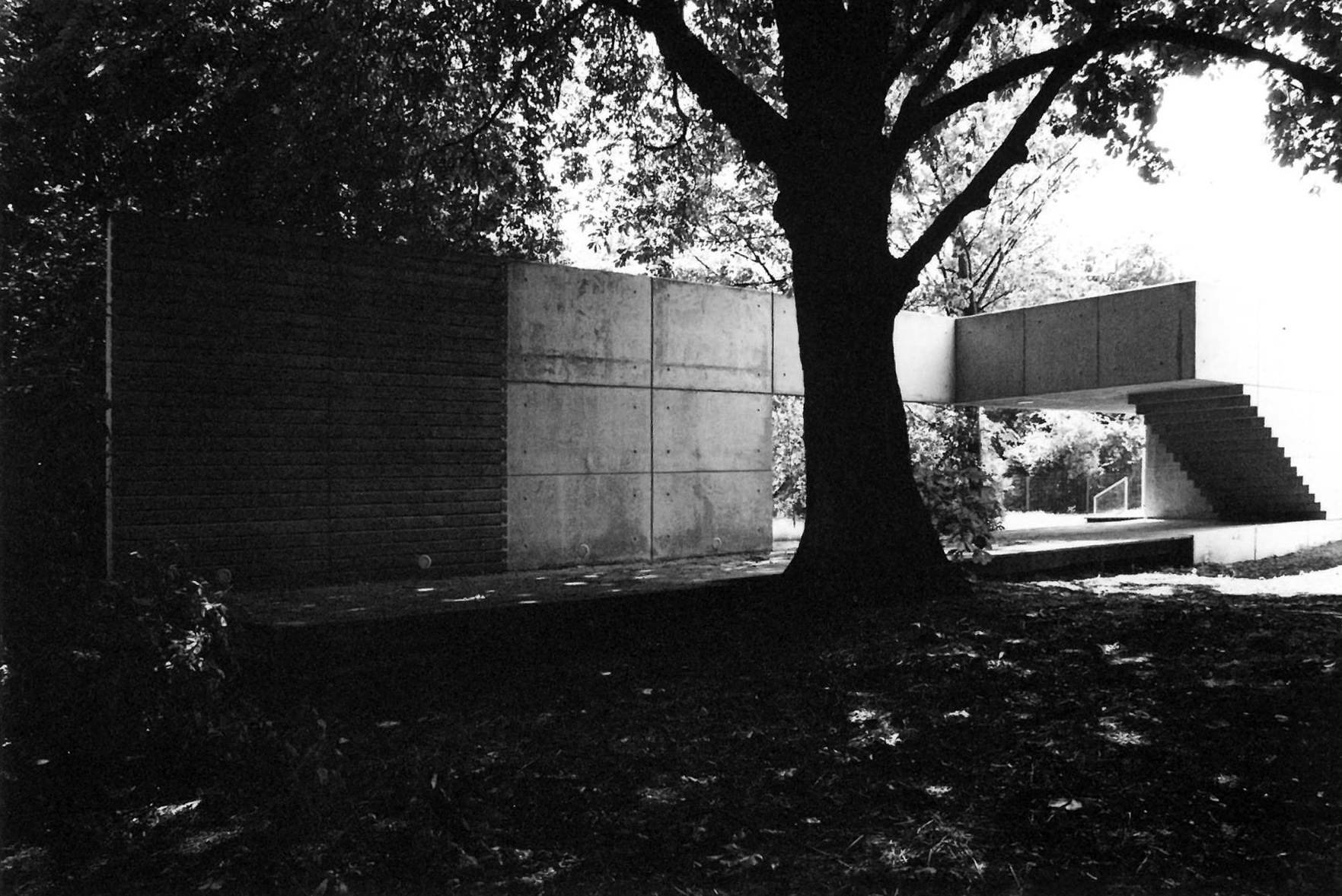 Concrete wall through trees
