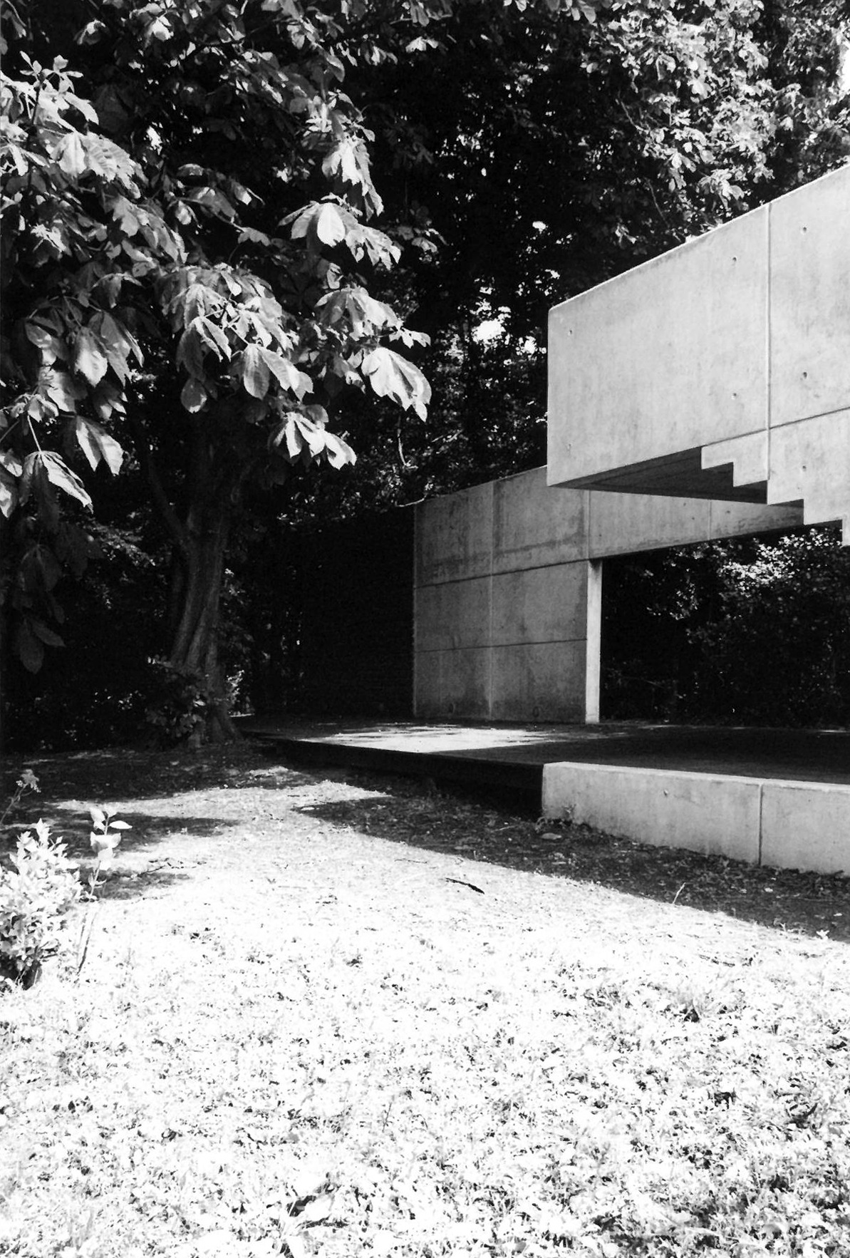Concrete canopy through trees